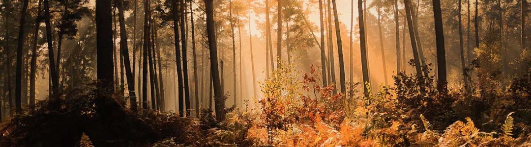 The sustainability of Hinoki